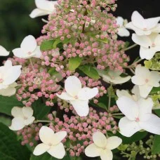 Aedhortensia Last Post